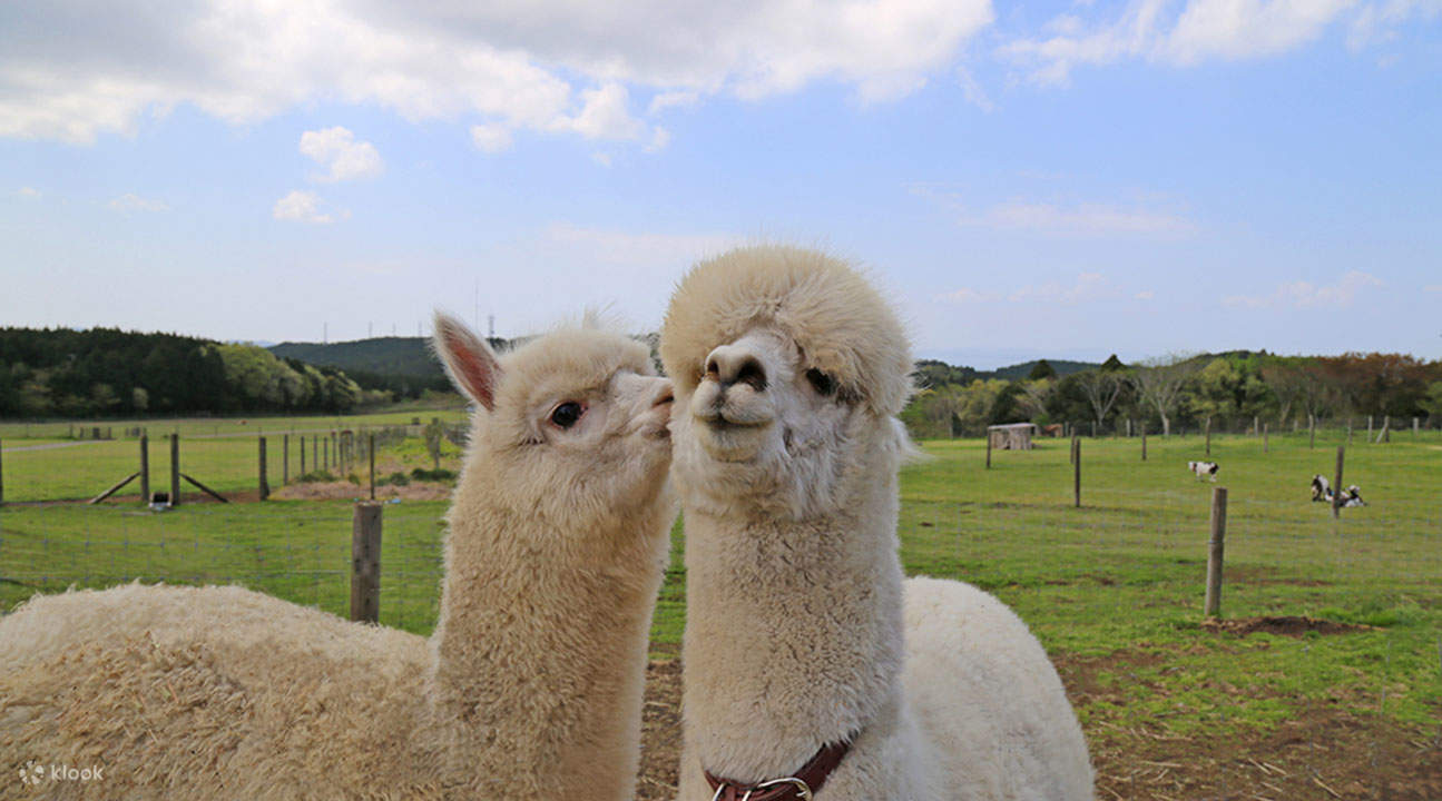 alpaca